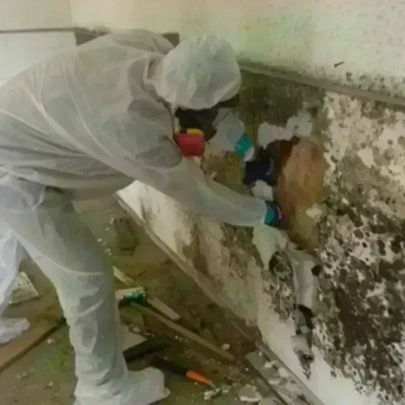 Mold Remediation and Removal in Lake City, CO